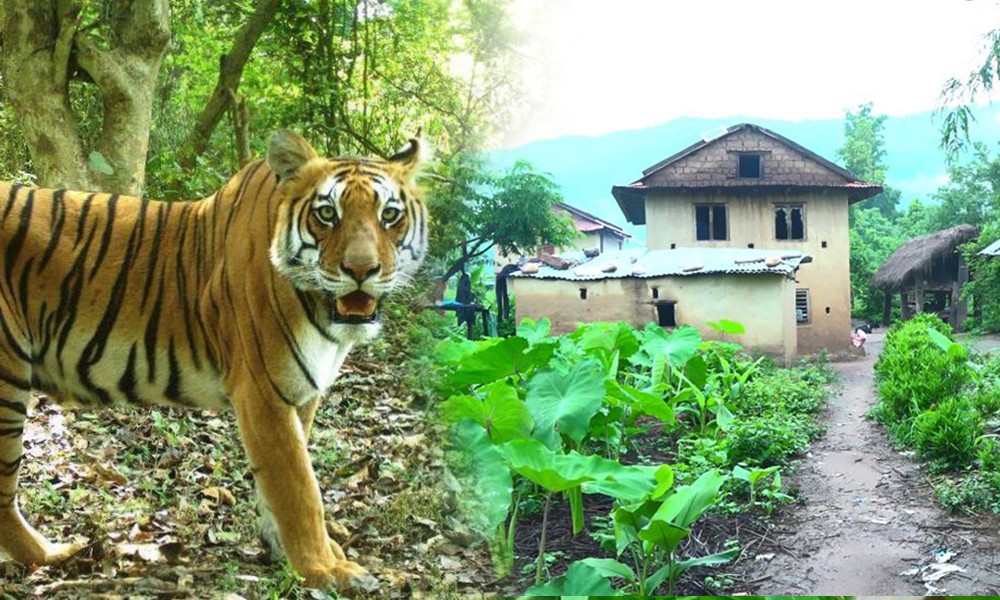 बाँके राष्ट्रिय निकुञ्जबाट बाह्र हजारभन्दा बढी घर परिवारका चौसट्ठी हजार नागरिक प्रत्यक्ष प्रभावित, अधिकाँश आदिवासी जनजाति