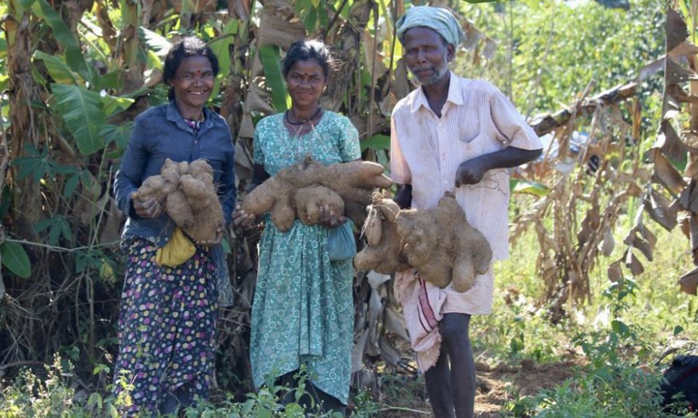 कन्दमूल खेतीबाट फेरिएको आदिवासीको जीवन